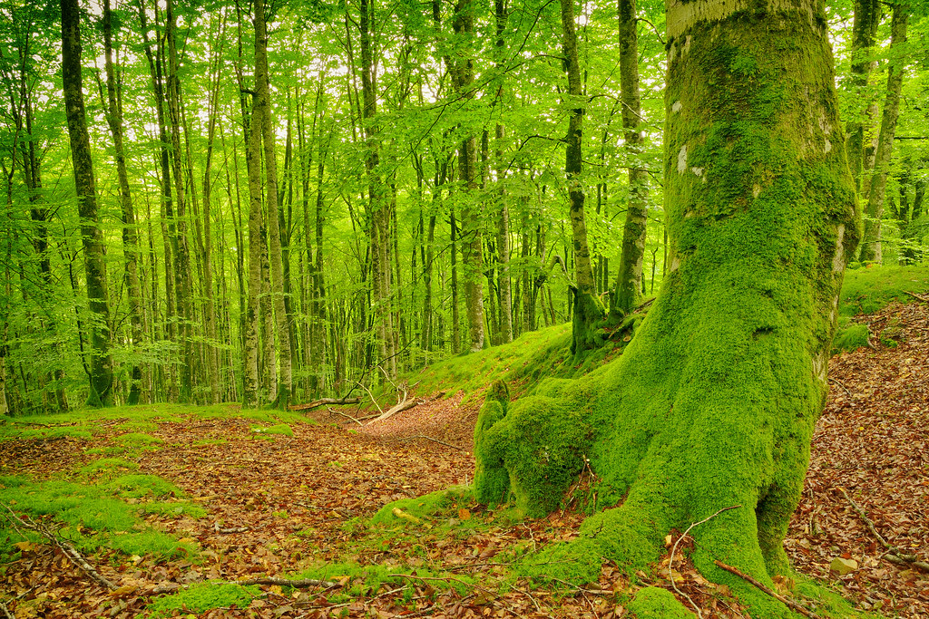 Sonian Forest woodland