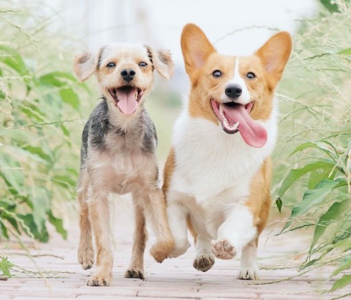 Companion dog